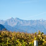 Blick über die Weinberge zur Texelgruppe