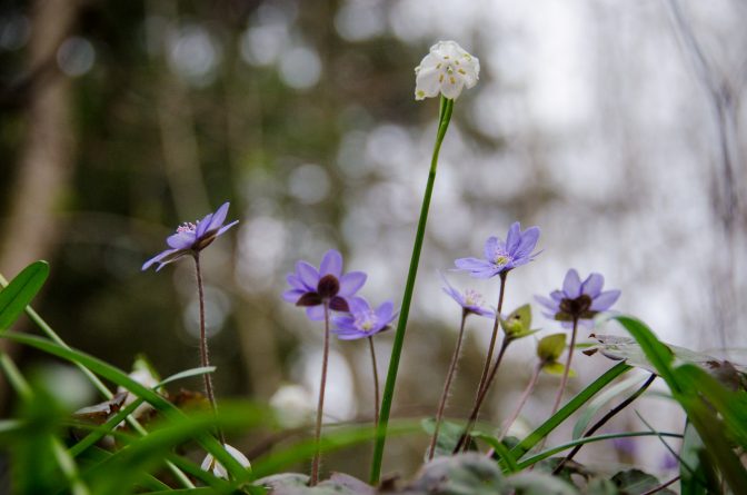 Märzenbecher im FrühlingstalMärzenbecher im Frühling