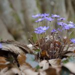 Leberblümchen