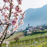 Kurtatsch im Frühling