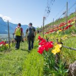 Spaziergänger im Tulpenweinberg