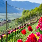 Tulpen im Weinberg