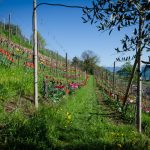 Tulpen im Weinberg