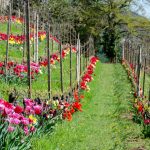 Tulpen im Weinberg