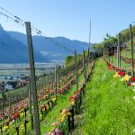 Tulpen im Weinberg