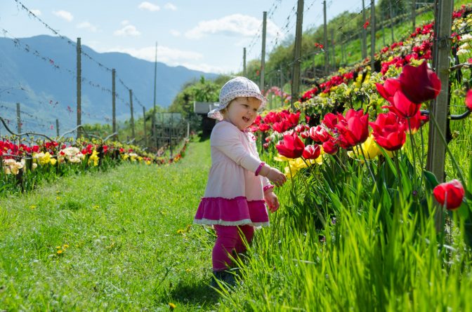 Tulpenpracht im Weinberg