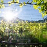 Weinberge am Naturerlebnisweg Tramin