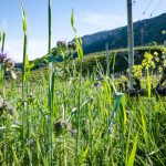 Naturerlebnisweg Tramin