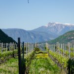 Weinberge am Naturerlebnisweg Tramin