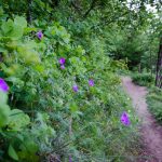 Naturerlebnisweg Tramin