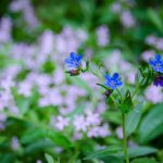 Blumen am Naturerlebnisweg Tramin