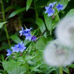 Blumen am Naturerlebnisweg Tramin