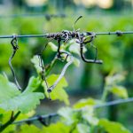 Reben am Naturerlebnisweg Tramin