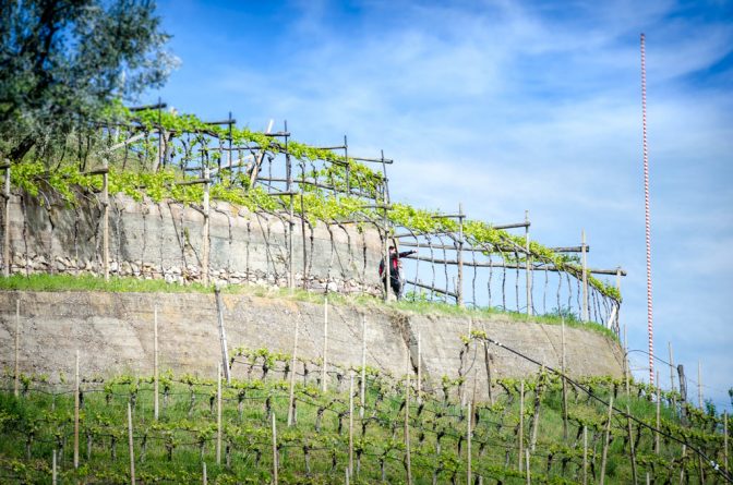 Weinberg neben dem Weingut Dominikus