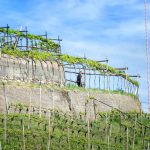 Weinberg am Weinwandertag Kaltern