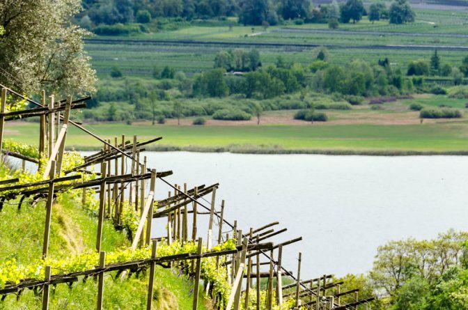 Weinberg mit Blick Kalterer See