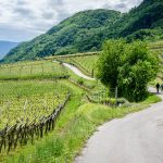 Spazierweg durch die Weinberge