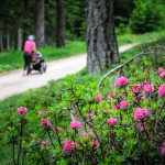 Alpenrosen mit Kinderwagen