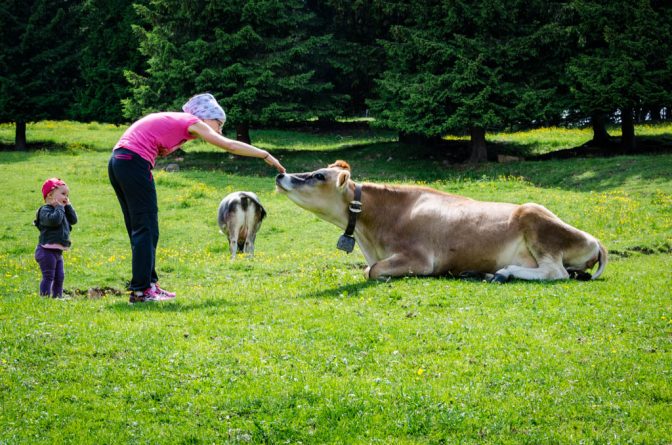 Anna, Anni und die Kühe