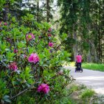 Alpenrosen mit Kinderwagen