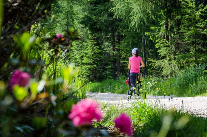 Wandern mit Kinderwagen - Alpenrosen