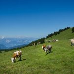 Kühherde am Jochgrimm