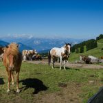 Kühherde am Jochgrimm