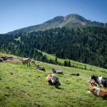 Schwarzer Kopf am Jochgrimm