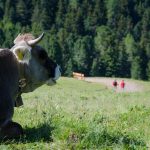 Wandern auf der Alm