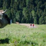 Wandern auf der Alm