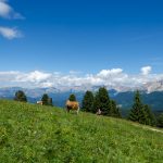 Blick zum Latemar und Rosengarten