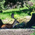 Hirsch Tierwelt Rainguthof