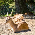 Hirsch Tierwelt Rainguthof