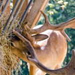 Hirsch Tierwelt Rainguthof