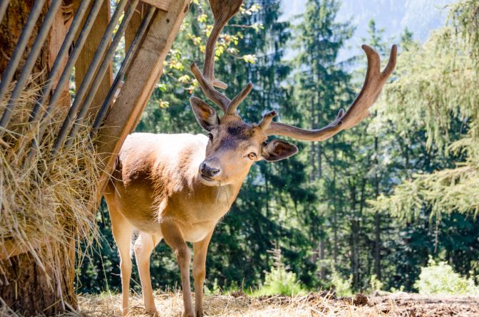 Hirsch Tierwelt Rainguthof