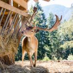 Hirsch Tierwelt Rainguthof