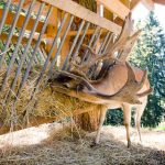 Hirsch Tierwelt Rainguthof