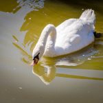 Schwan Tierwelt Rainguthof