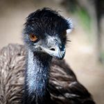 Emu Tierwelt Rainguthof