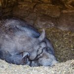 Hängebauchschwein Tierwelt Rainguthof