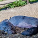 Schweine Tierwelt Rainguthof