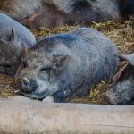 Schweine Tierwelt Rainguthof