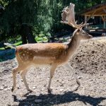 Tierwelt Rainguthof