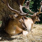 Tierwelt Rainguthof