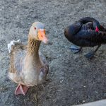 Gans Tierwelt Rainguthof