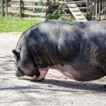 Hängebauchschwein Tierwelt Rainguthof