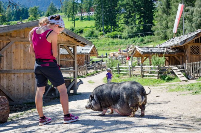 Einen Bauch der den Boden streift, dem Hängebauchschwein macht seine Fettleibigkeit nichts aus.