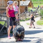 Hängebauchschwein Tierwelt Rainguthof