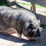 Hängebauchschwein Tierwelt Rainguthof