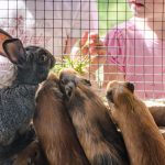 Hase und Hamster Tierwelt Rainguthof